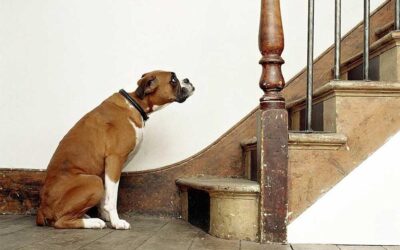 Is your pet living with pain?