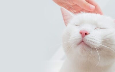 Why Cats can benefit from a Cat Friendly Clinic