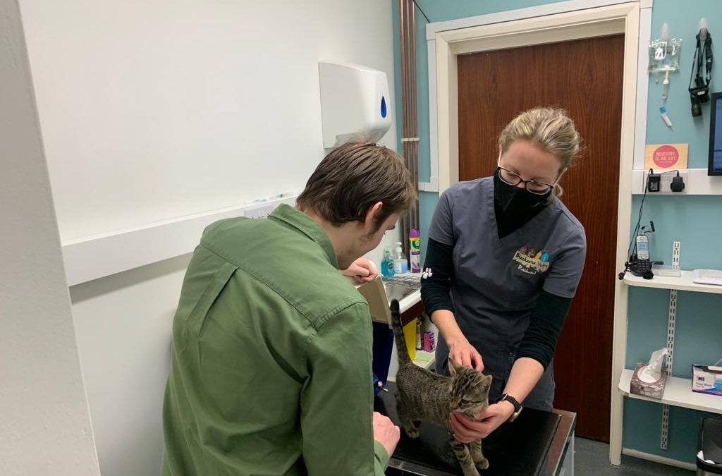 Maintaining pets health with Rachael’s Nurse Clinics