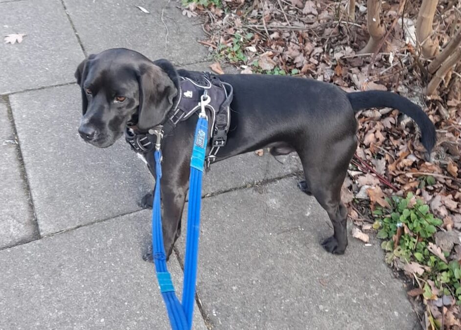 Canine behaviour, body language and keeping everyone safe